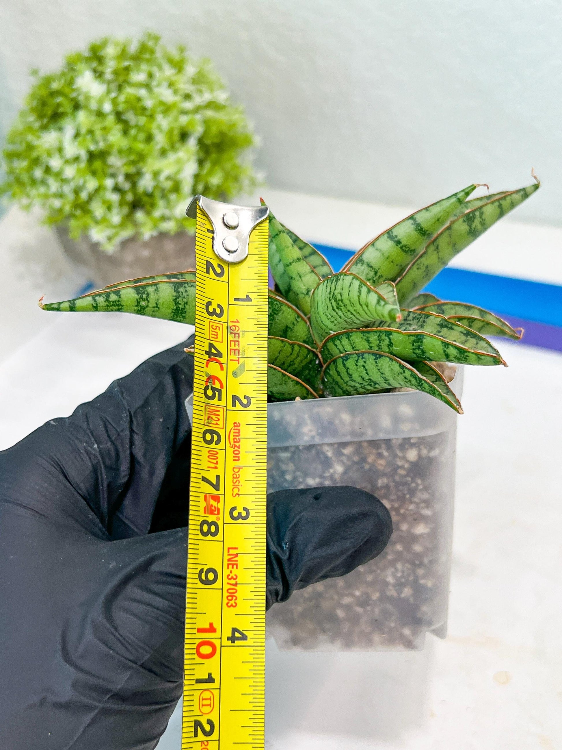 Sansevieria Lavranos 70 x Balyii (#Ba28) | Imported Plants