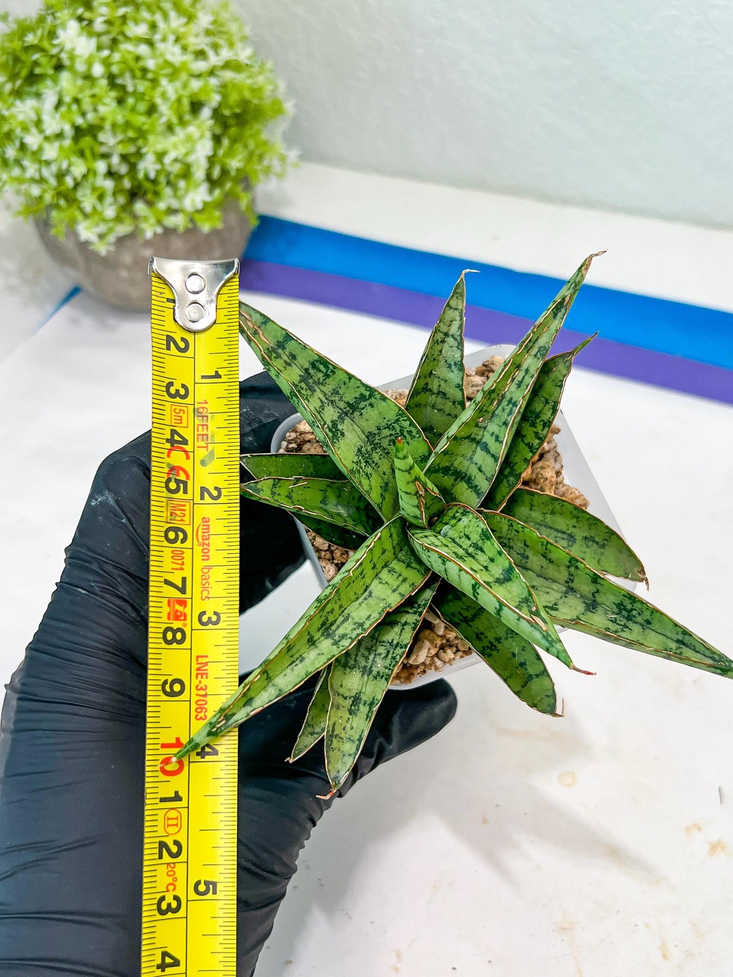 Sansevieria Lavranos 70 x Balyii (#Ba28) | Imported Plants