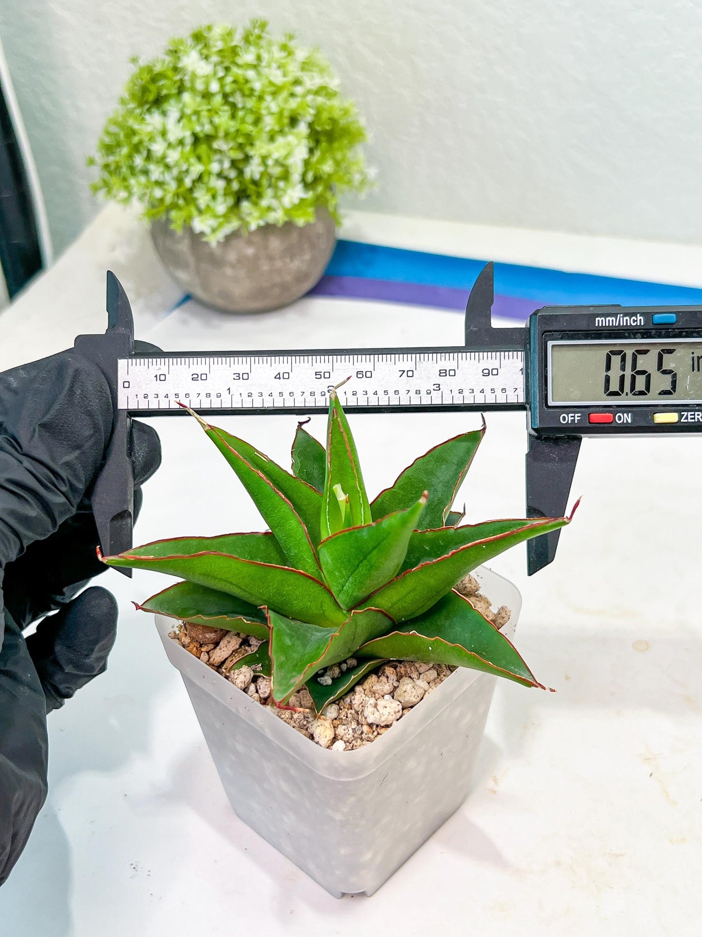 Sansevieria Luna (#Ba30) | Parent Plant Pinguicula x Srikaton