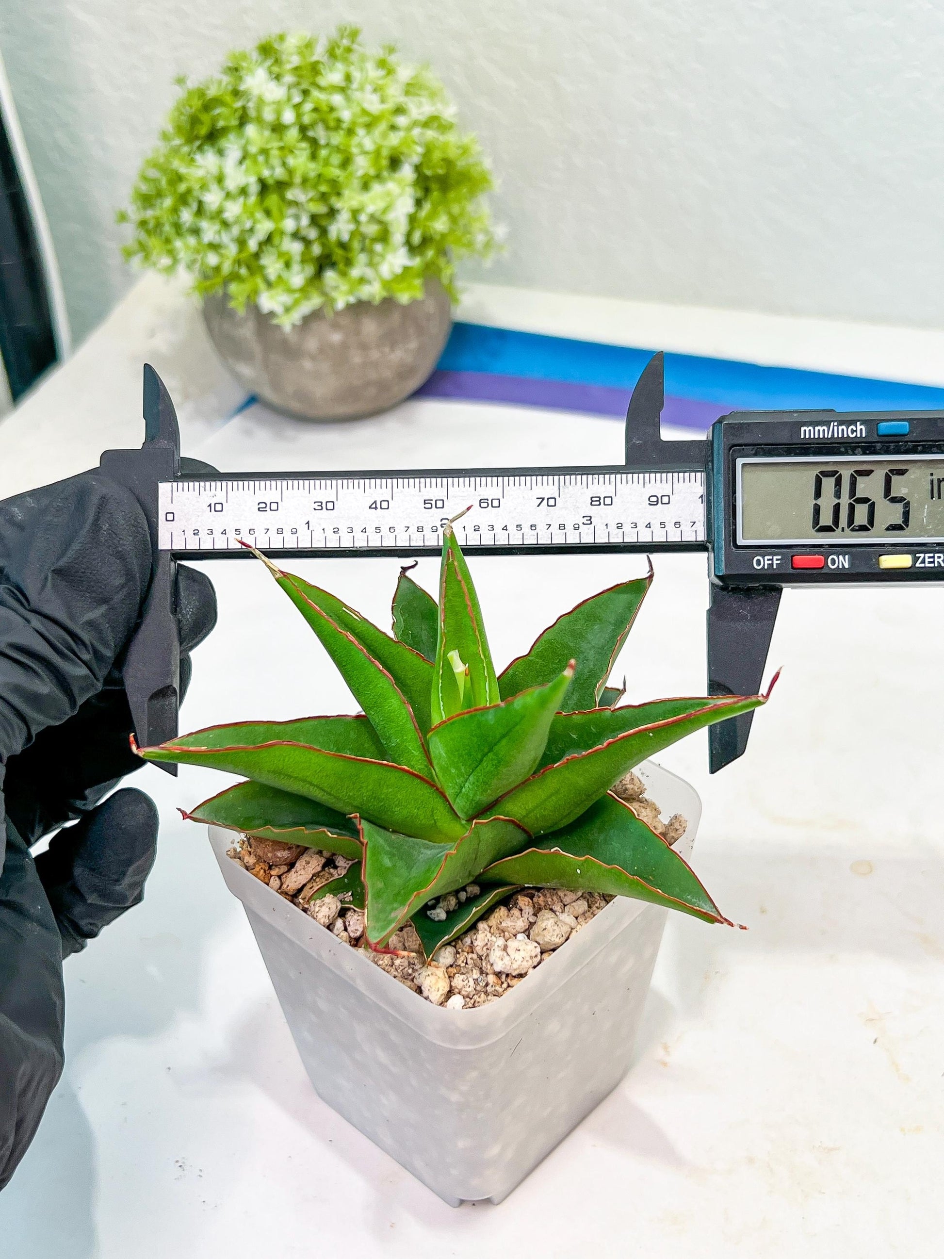Sansevieria Luna (#Ba30) | Parent Plant Pinguicula x Srikaton