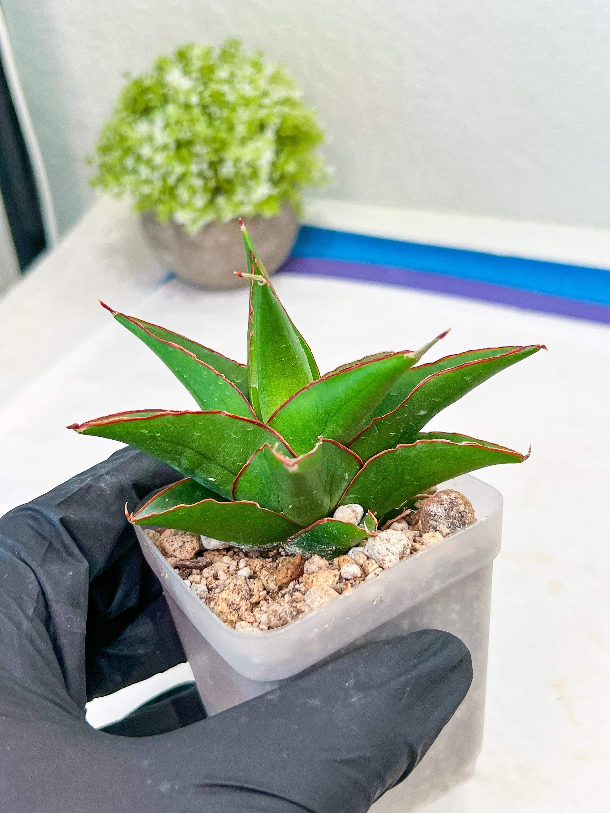 Sansevieria Luna (#Ba30) | Parent Plant Pinguicula x Srikaton