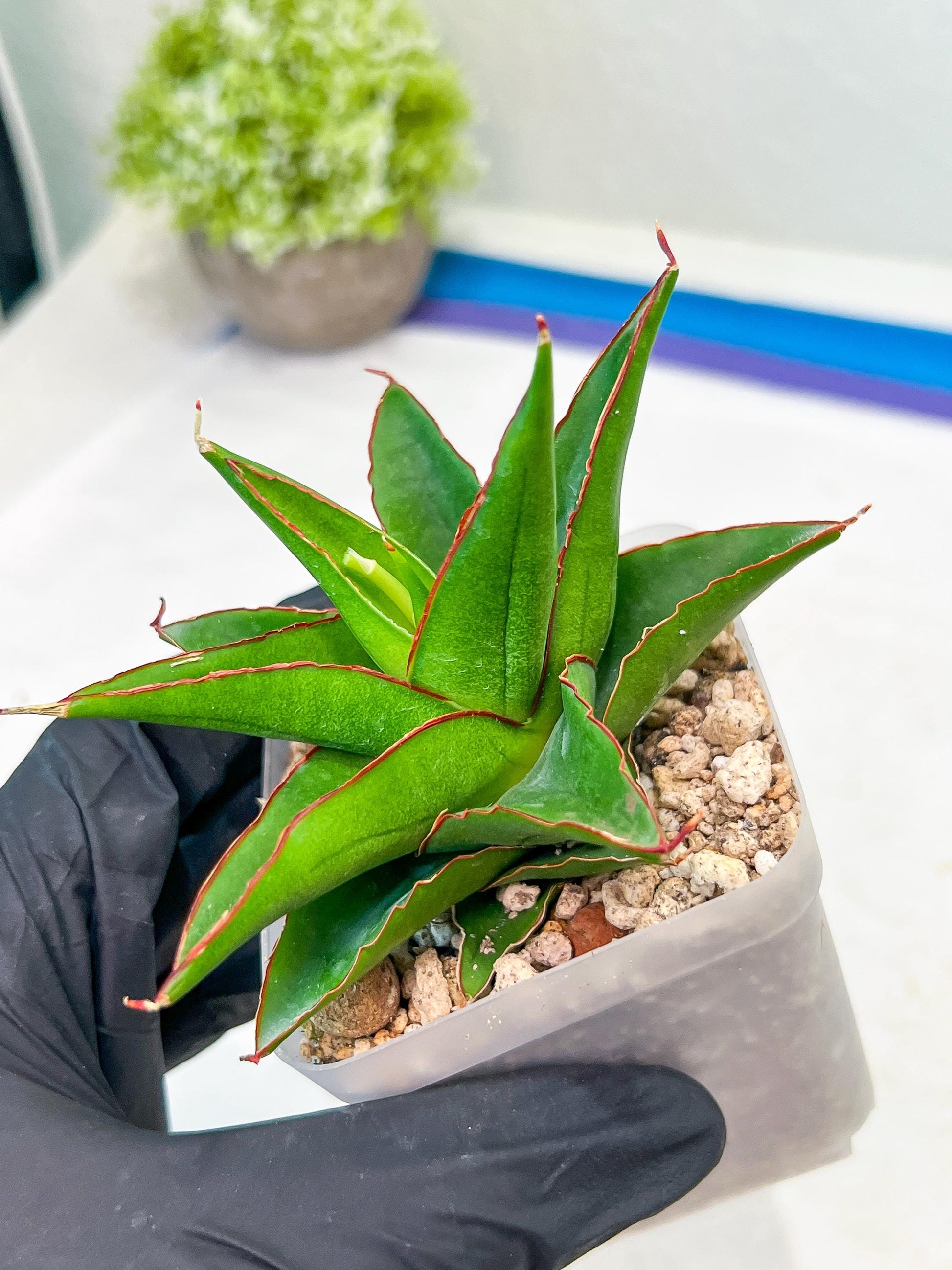 Sansevieria Luna (#Ba30) | Parent Plant Pinguicula x Srikaton