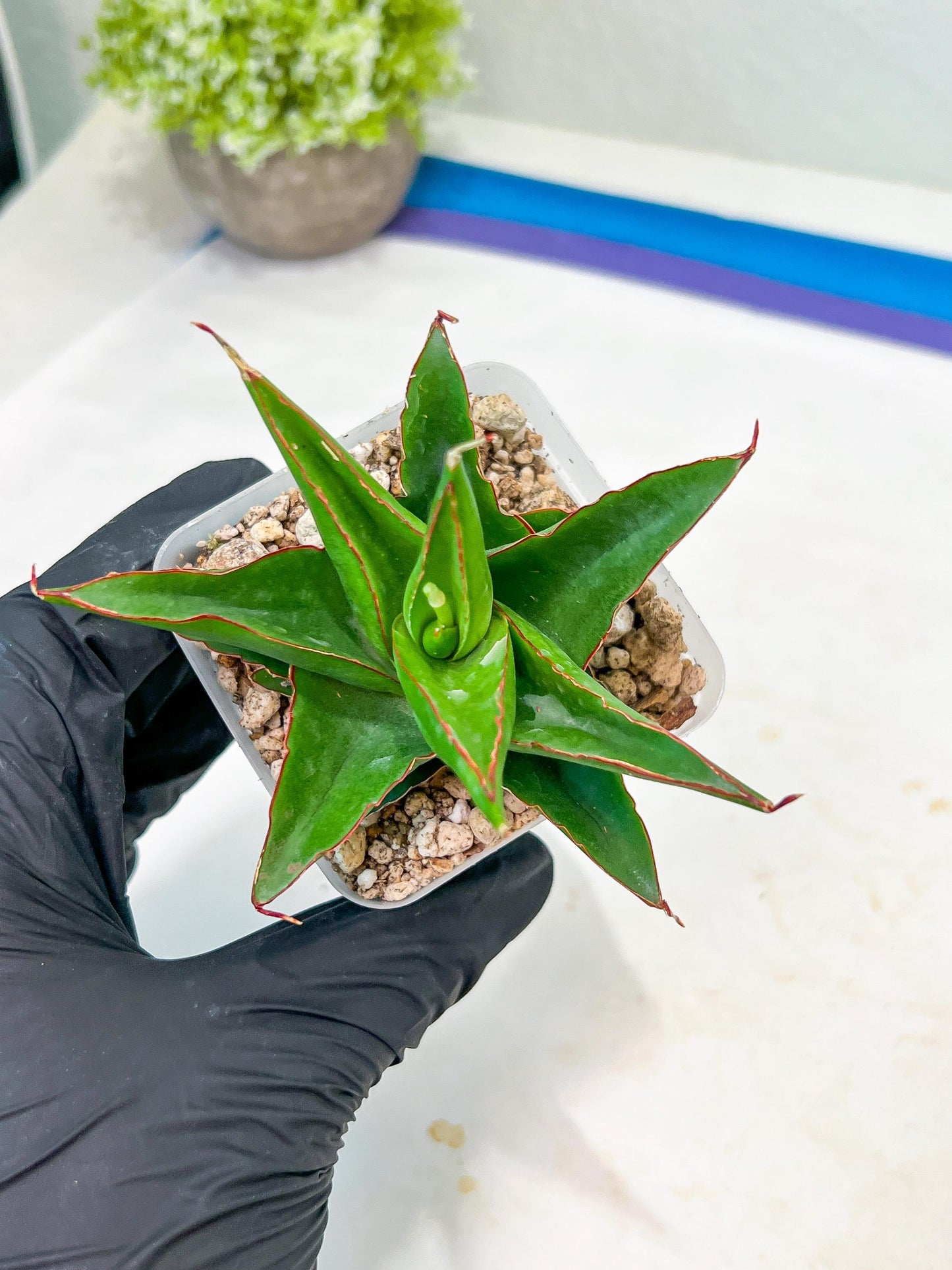 Sansevieria Luna (#Ba30) | Parent Plant Pinguicula x Srikaton