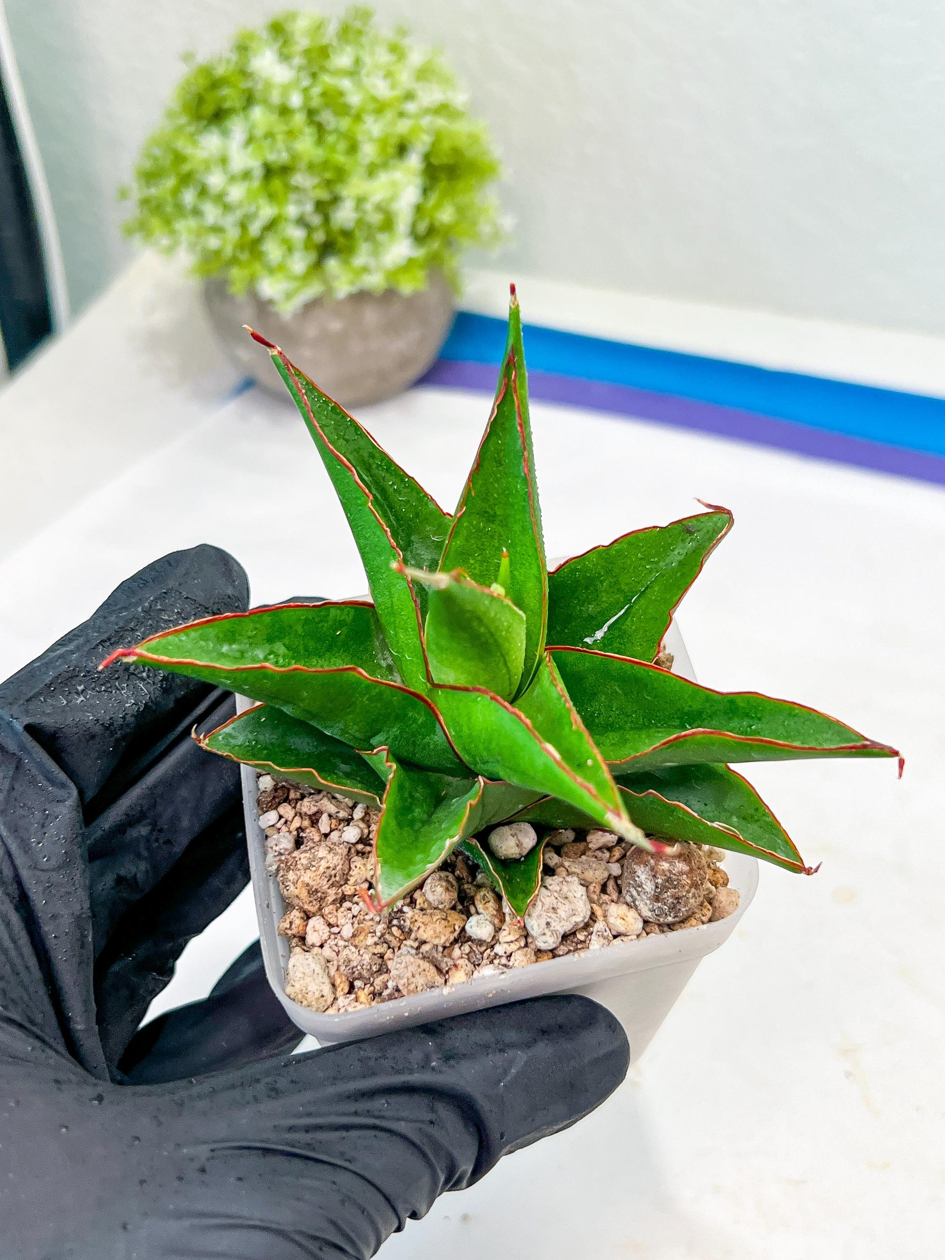 Sansevieria Luna (#Ba30) | Parent Plant Pinguicula x Srikaton