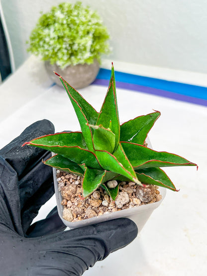 Sansevieria Luna (#Ba30) | Parent Plant Pinguicula x Srikaton