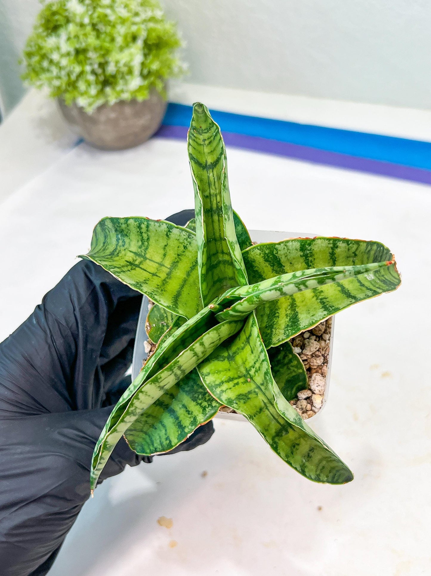 Sansevieria Mama mia (#Ba32) | Imported Plants