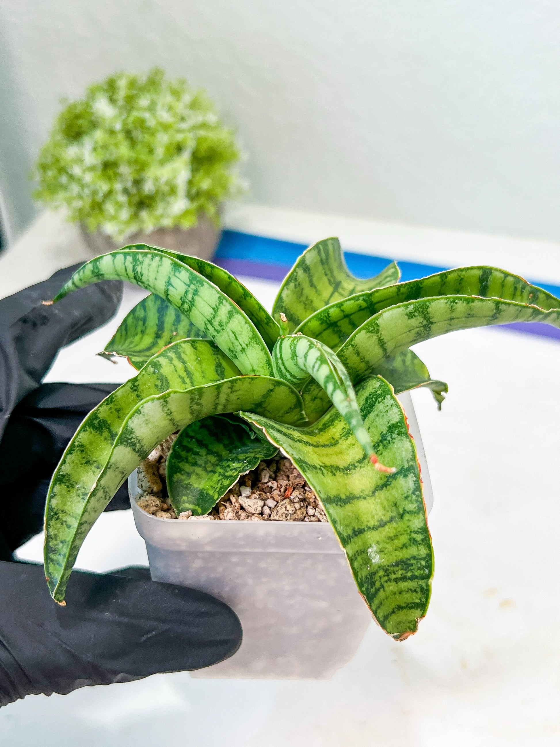 Sansevieria Mama mia (#Ba32) | Imported Plants