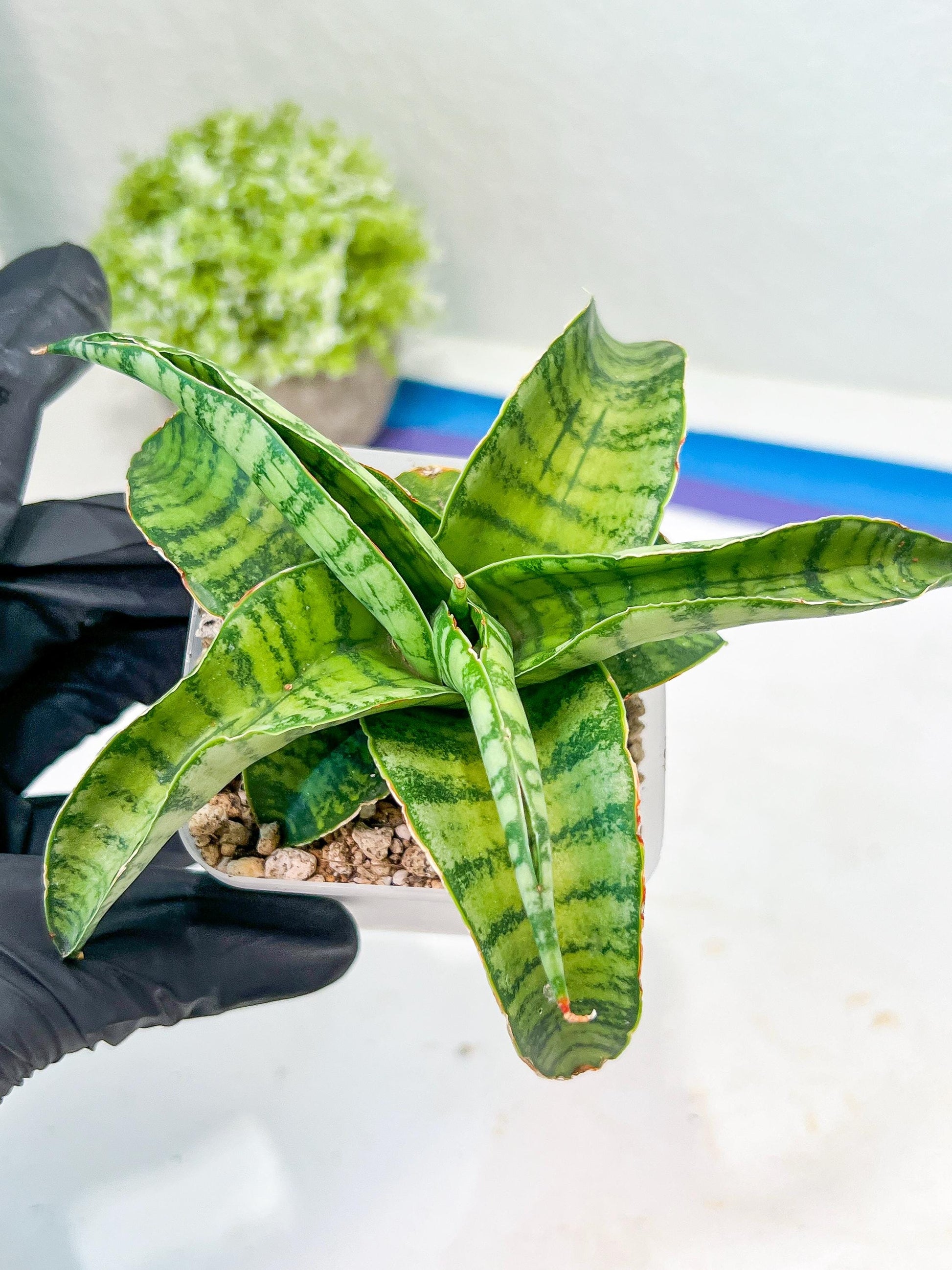Sansevieria Mama mia (#Ba32) | Imported Plants