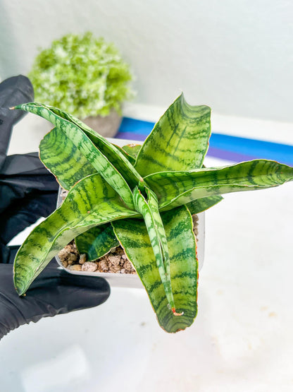 Sansevieria Mama mia (#Ba32) | Imported Plants
