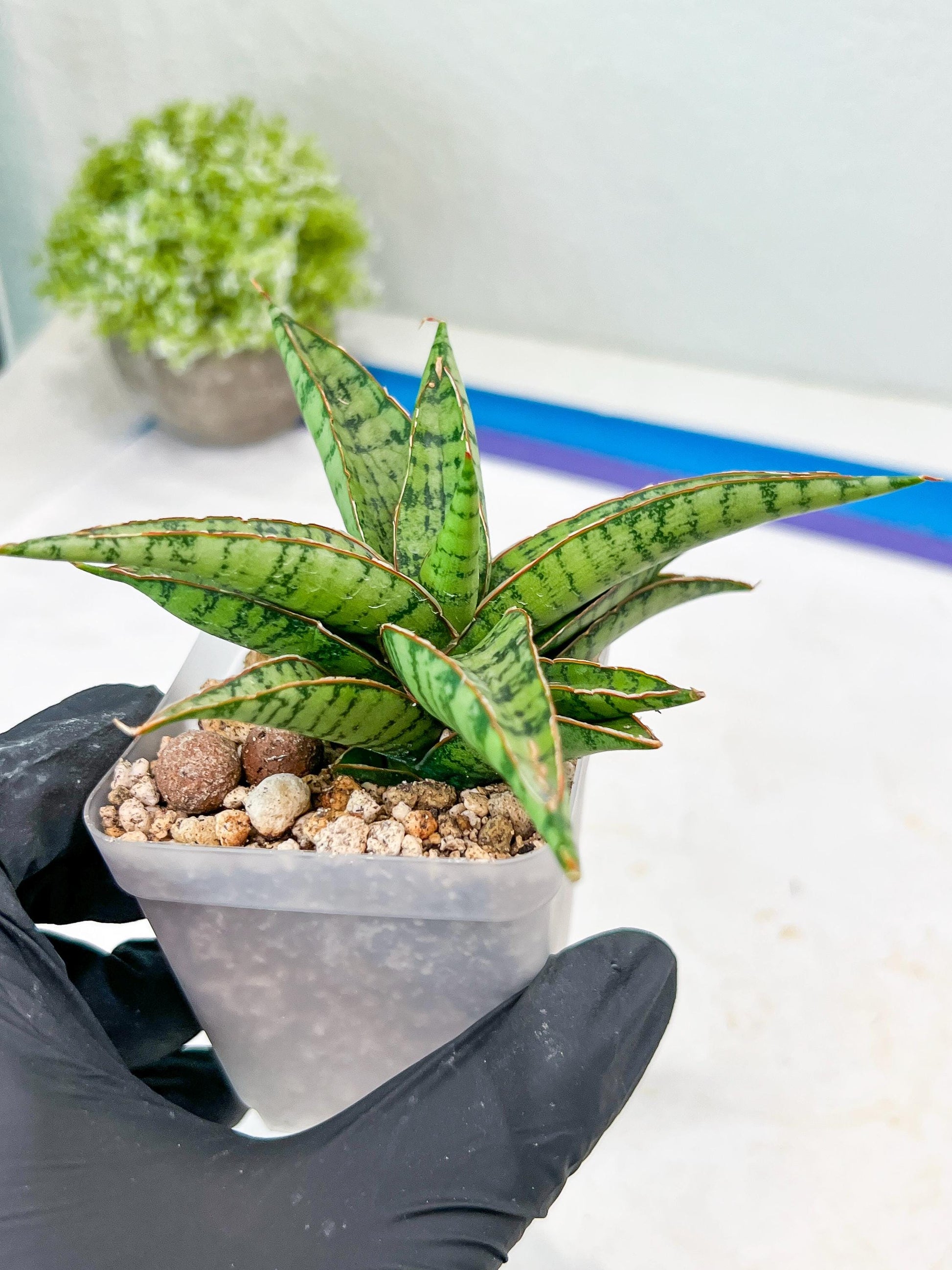 Sansevieria Lavranos 70 x Balyii (#Ba28) | Imported Plants