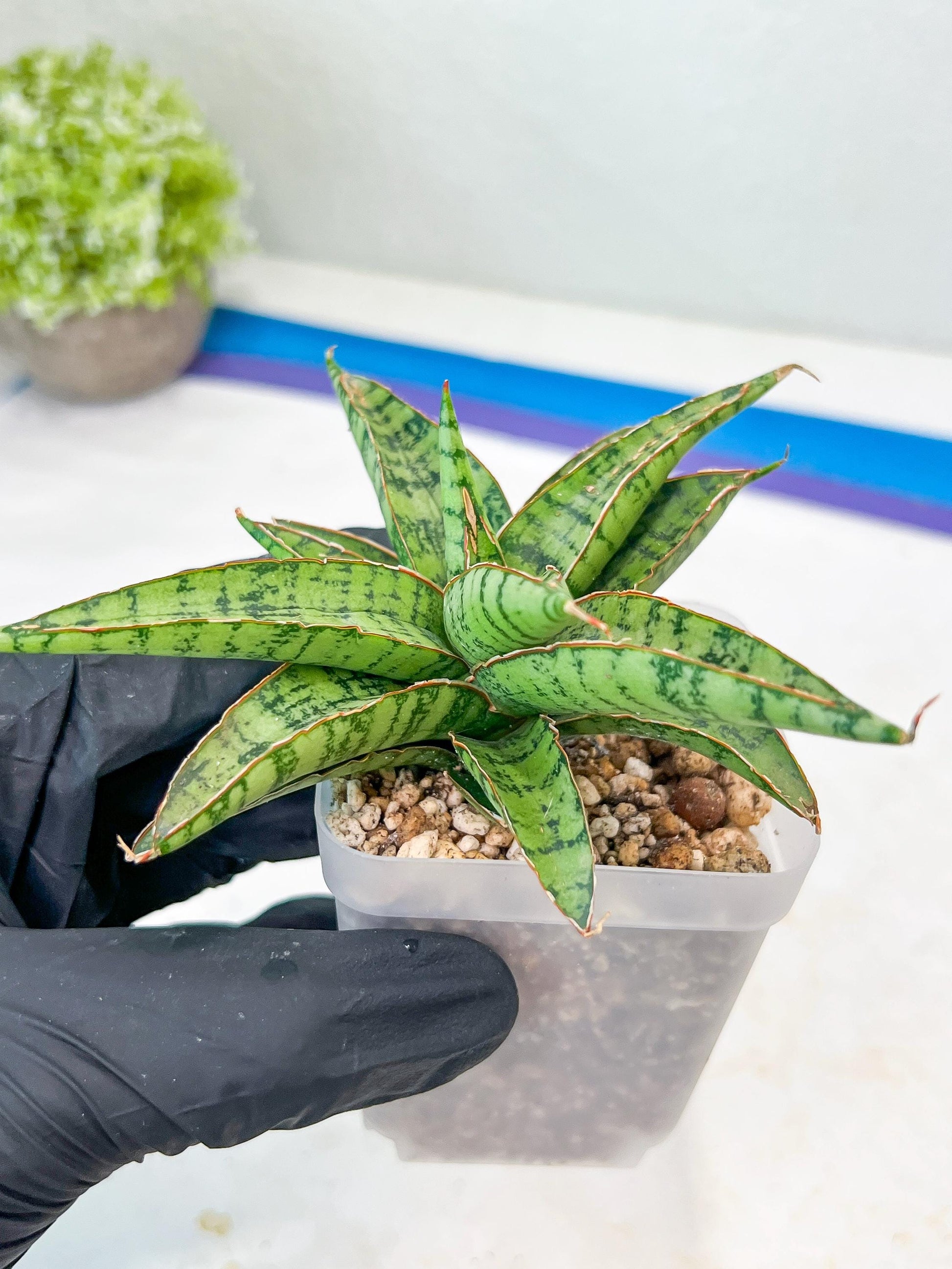 Sansevieria Lavranos 70 x Balyii (#Ba28) | Imported Plants