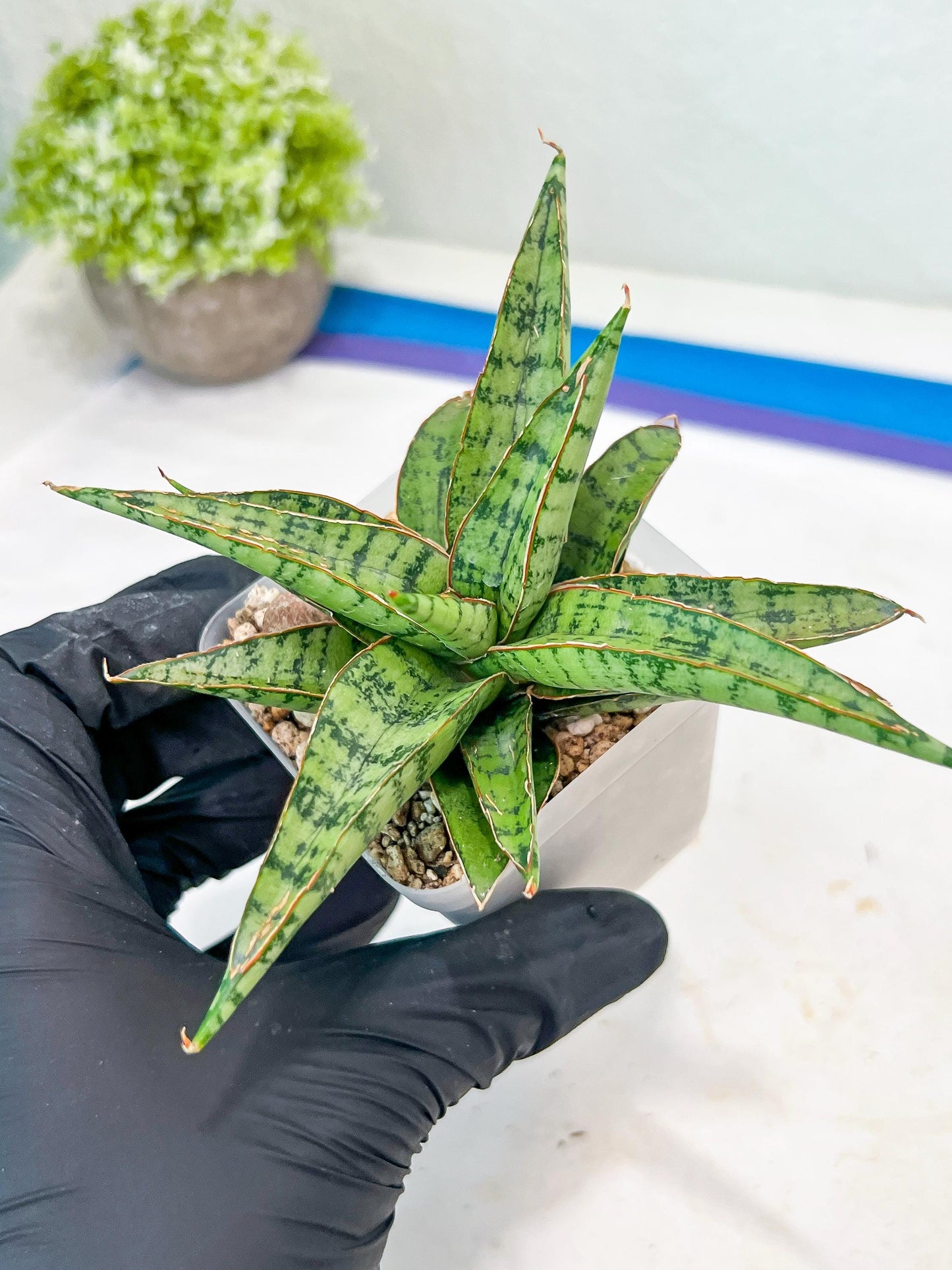 Sansevieria Lavranos 70 x Balyii (#Ba28) | Imported Plants