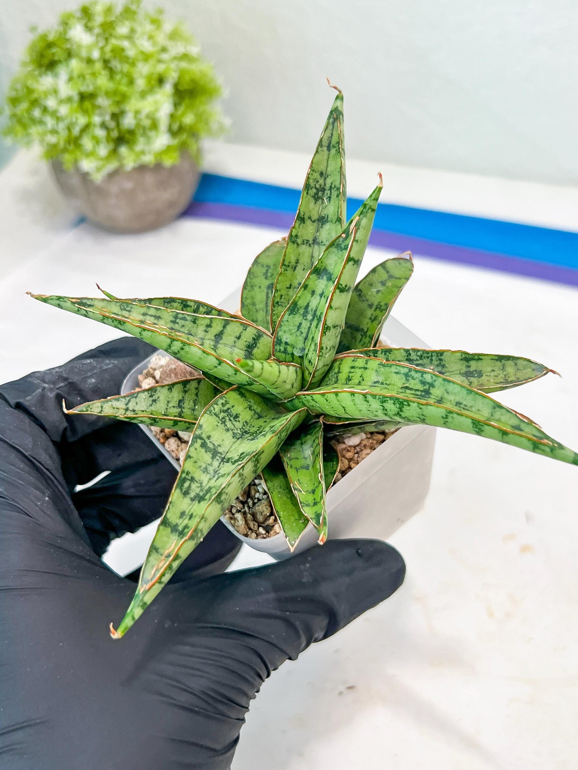 Sansevieria Lavranos 70 x Balyii (#Ba28) | Imported Plants