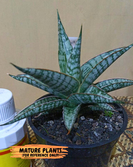 Sansevieria Lavranos 70 x Balyii (#Ba28) | Imported Plants