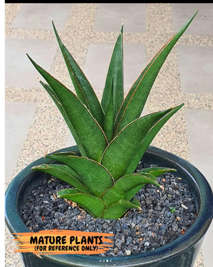 Sansevieria Luna (#Ba30) | Parent Plant Pinguicula x Srikaton