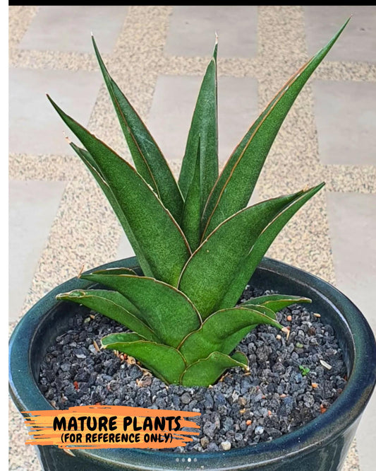 Sansevieria Luna (#Ba30) | Parent Plant Pinguicula x Srikaton