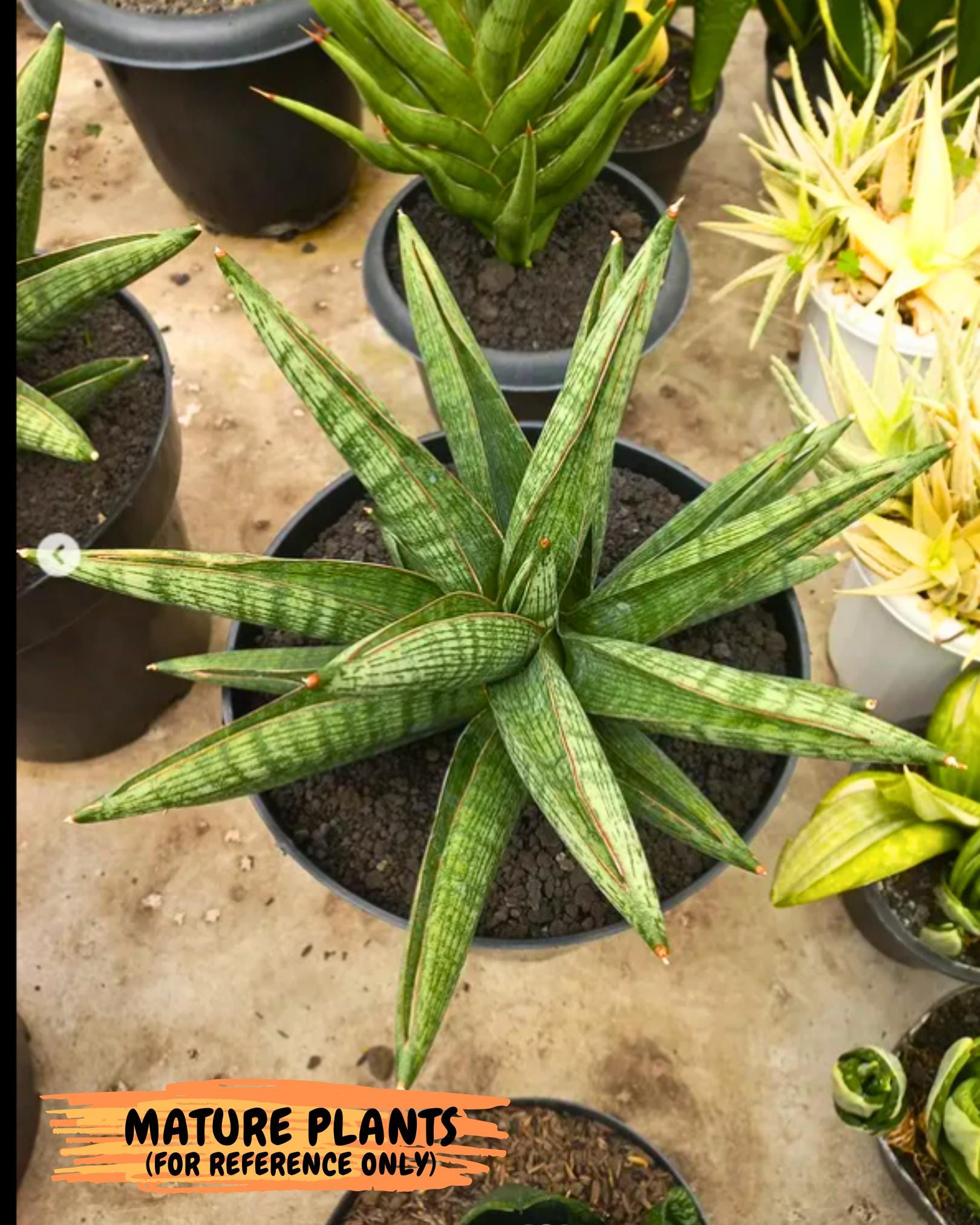 Sansevieria Macho (#Ba31) | Imported Plants