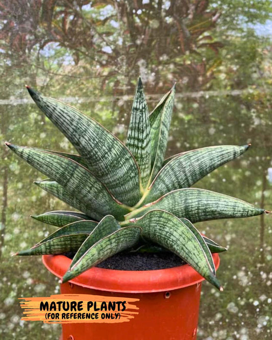 Sansevieria Macho (#Ba31) | Imported Plants
