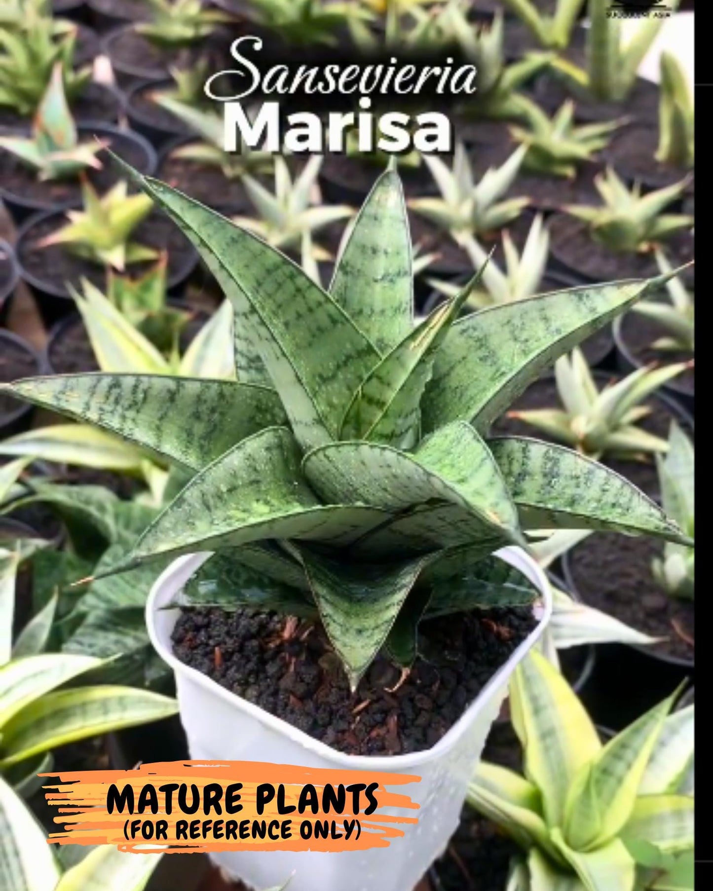 Sansevieria Marisa (#Ba33) | Imported Plants