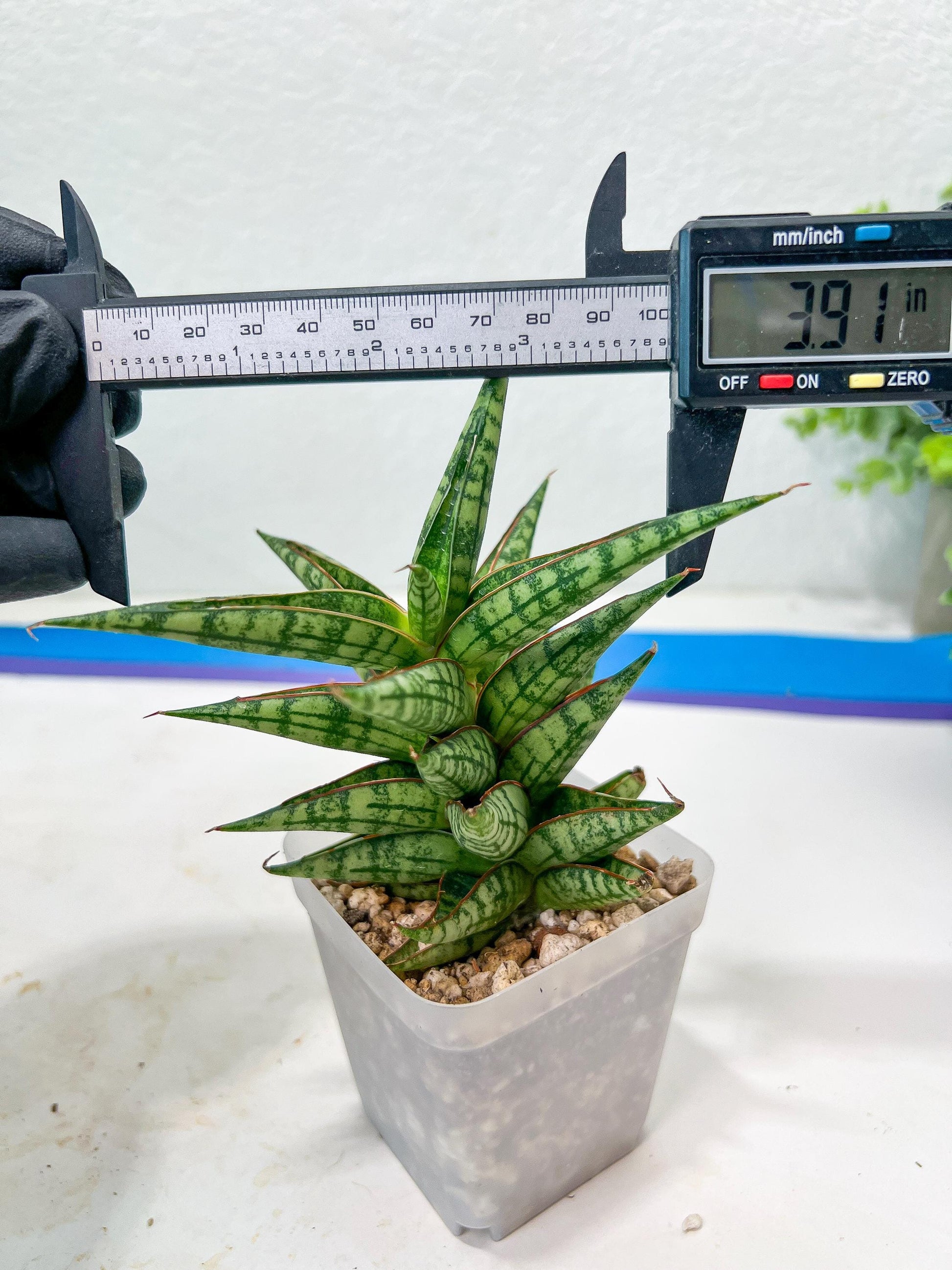 Sansevieria NN77 (#Ba37) | Imported Plants