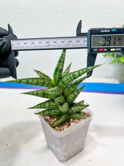 Sansevieria NN77 (#Ba37) | Imported Plants