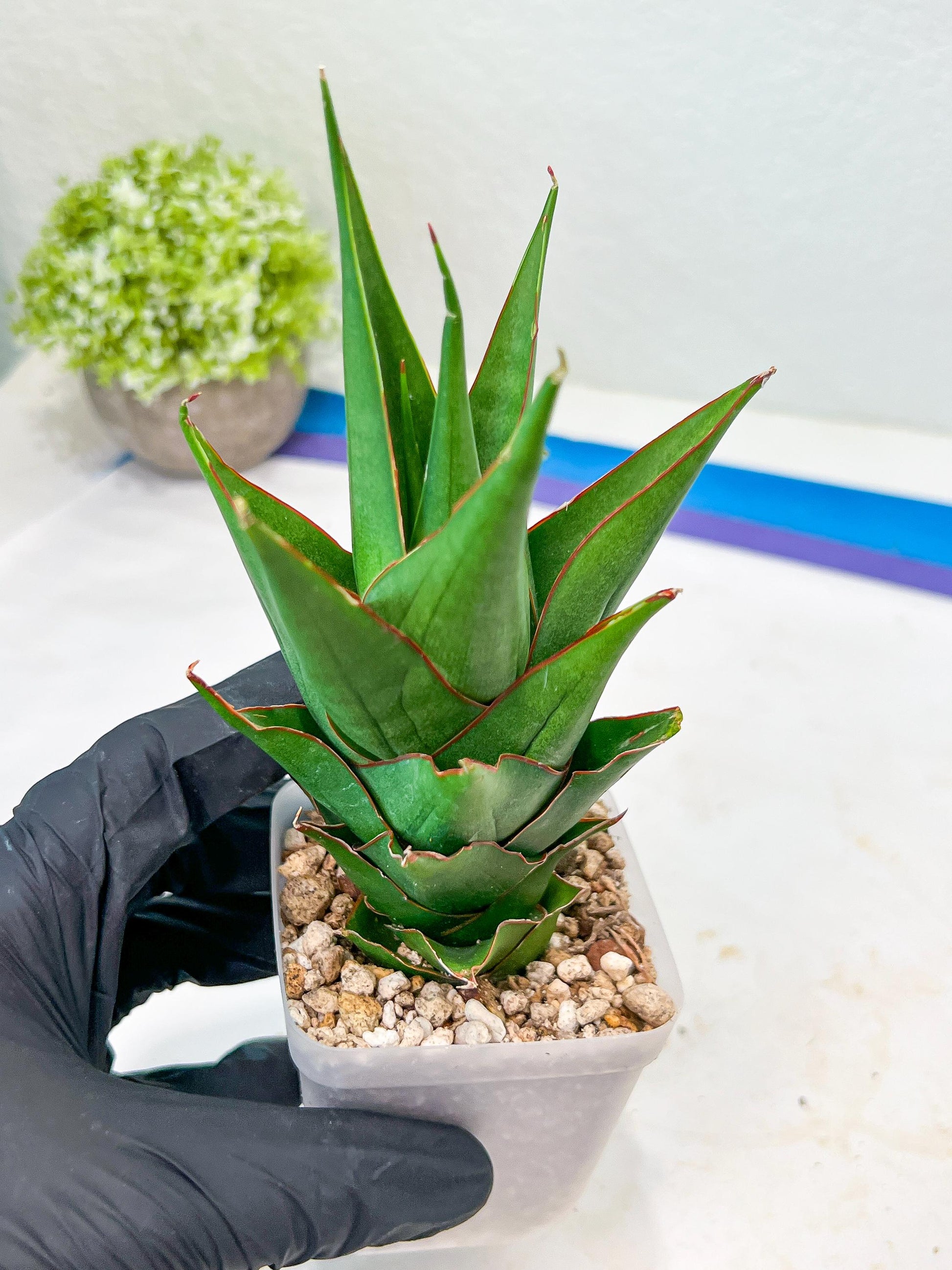 Sansevieria Marlena (#Ba34) | Imported Plants