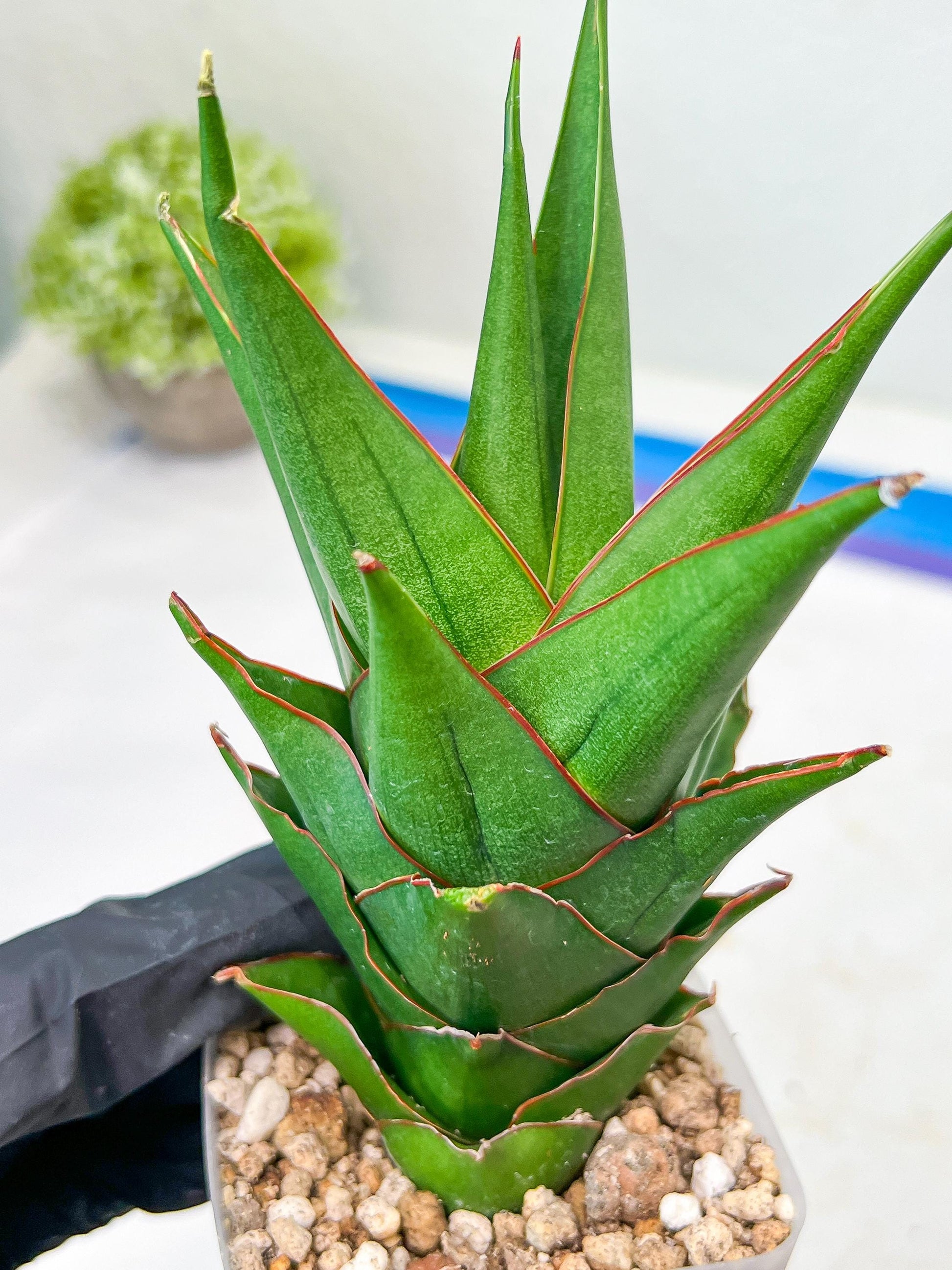 Sansevieria Marlena (#Ba34) | Imported Plants