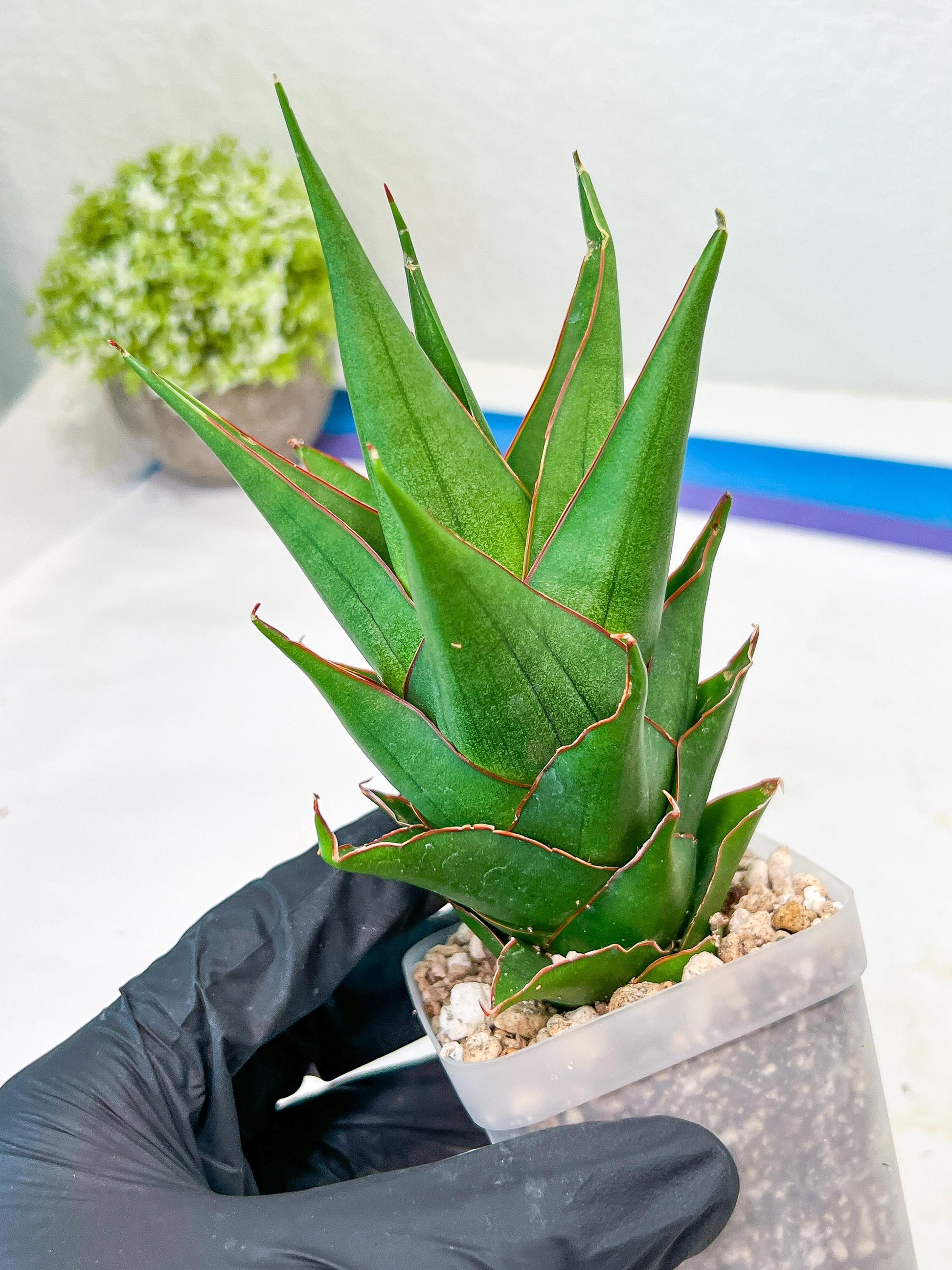 Sansevieria Marlena (#Ba34) | Imported Plants