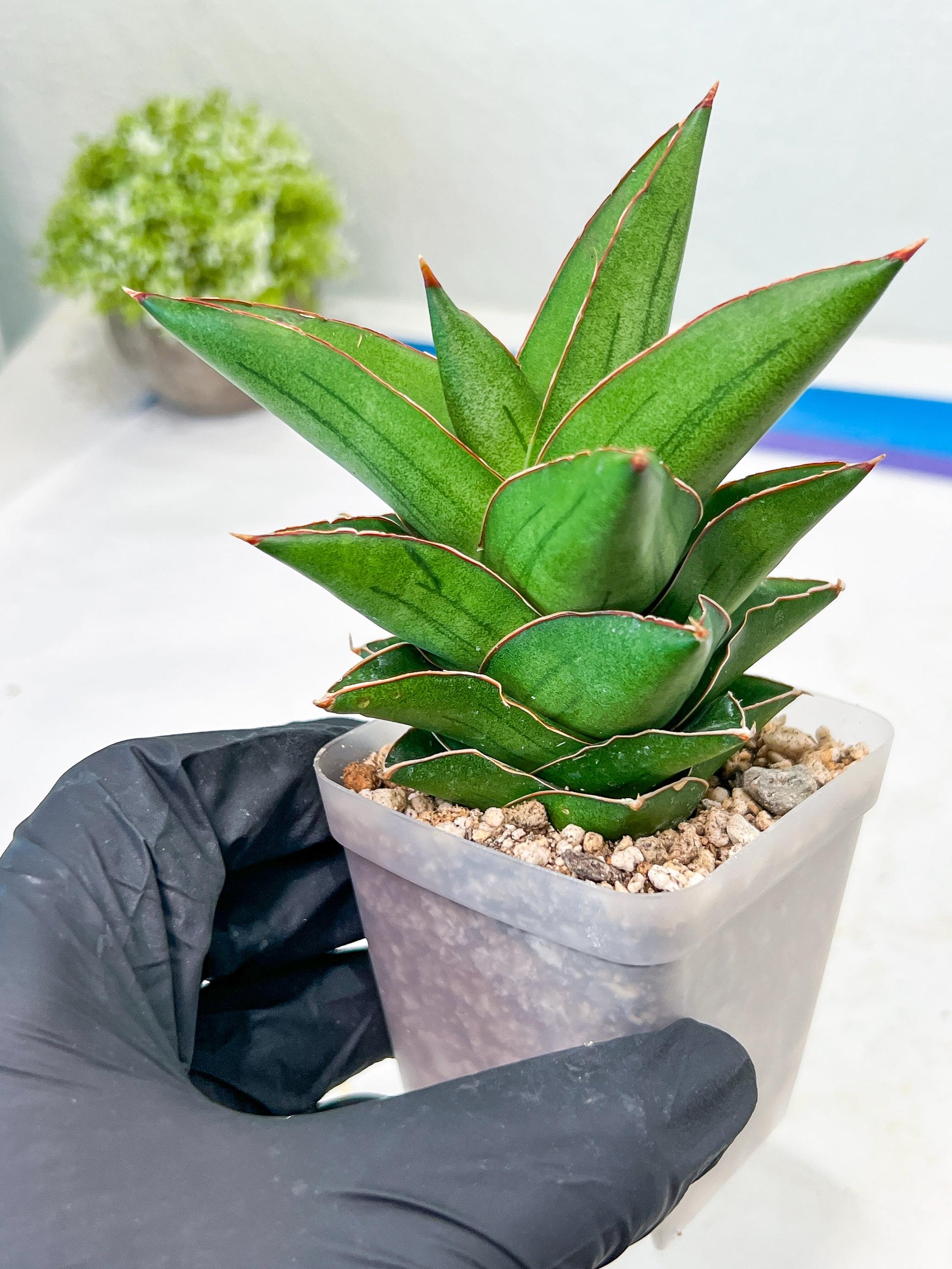 Sansevieria Maryam (#Ba35) | Imported Plants