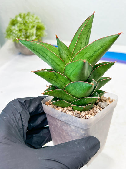 Sansevieria Maryam (#Ba35) | Imported Plants