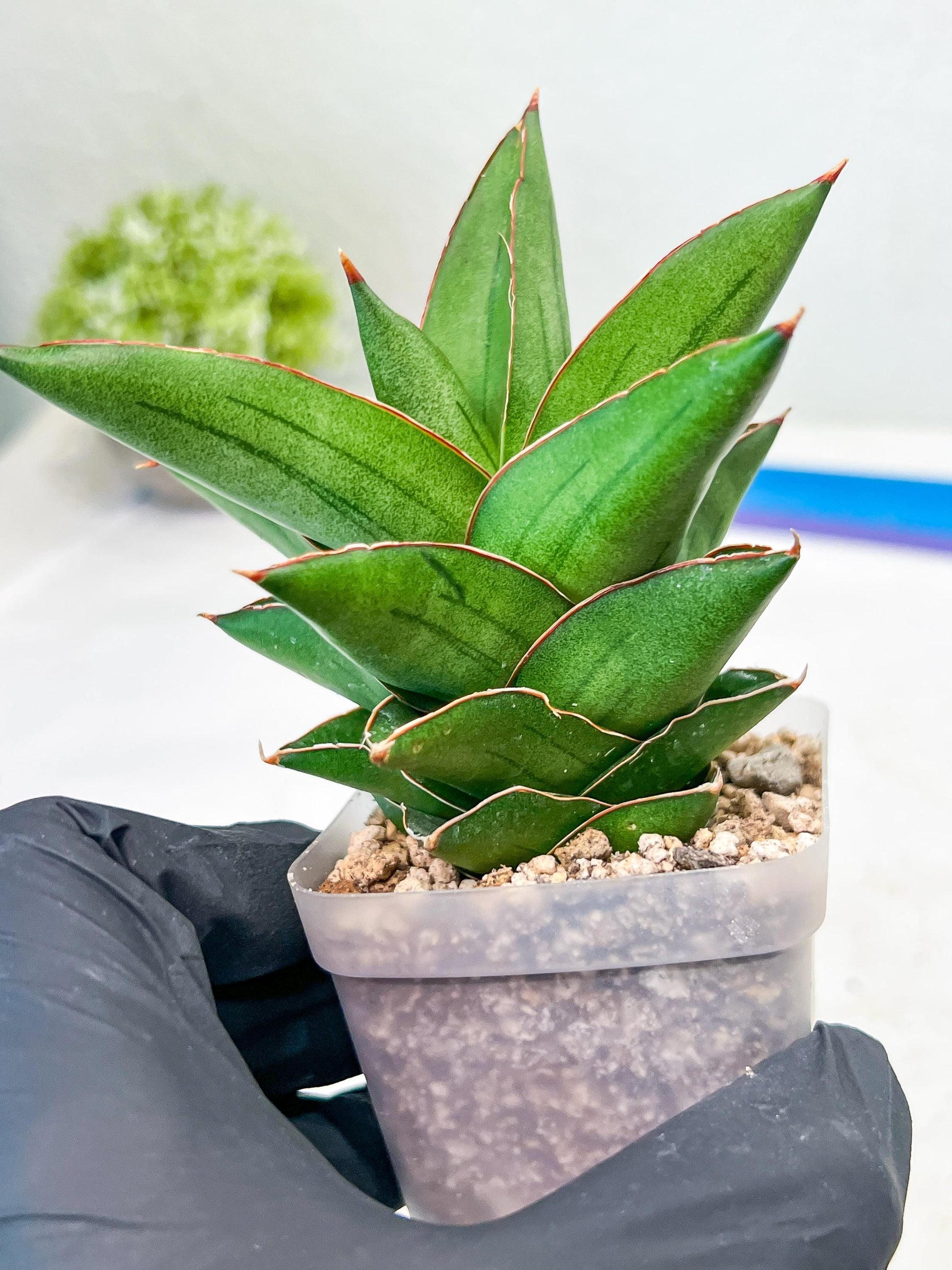 Sansevieria Maryam (#Ba35) | Imported Plants