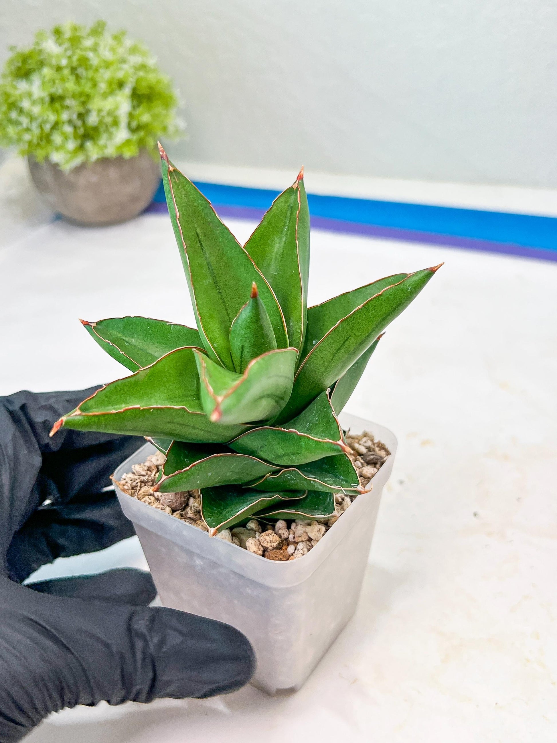 Sansevieria Maryam (#Ba35) | Imported Plants