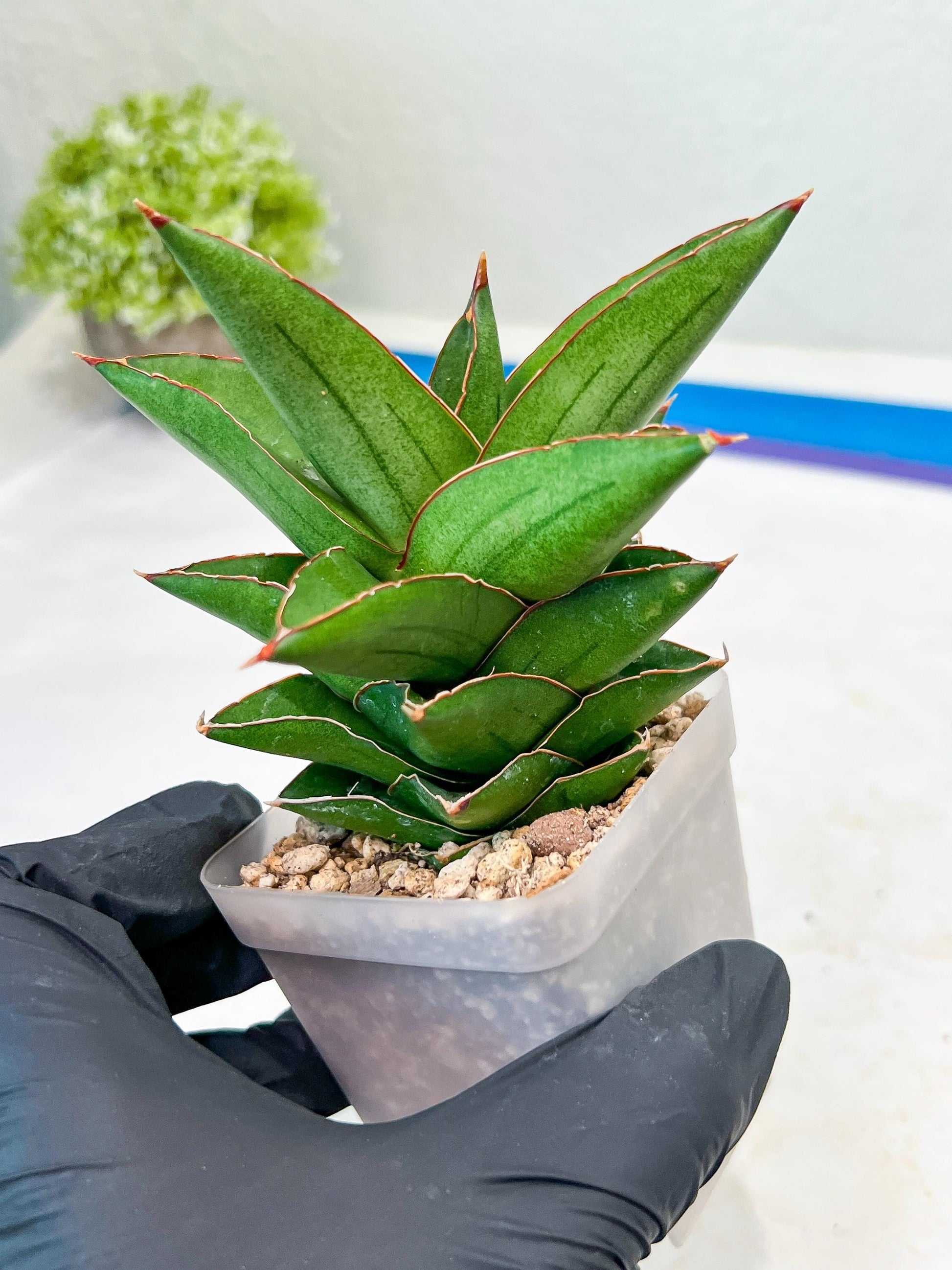 Sansevieria Maryam (#Ba35) | Imported Plants