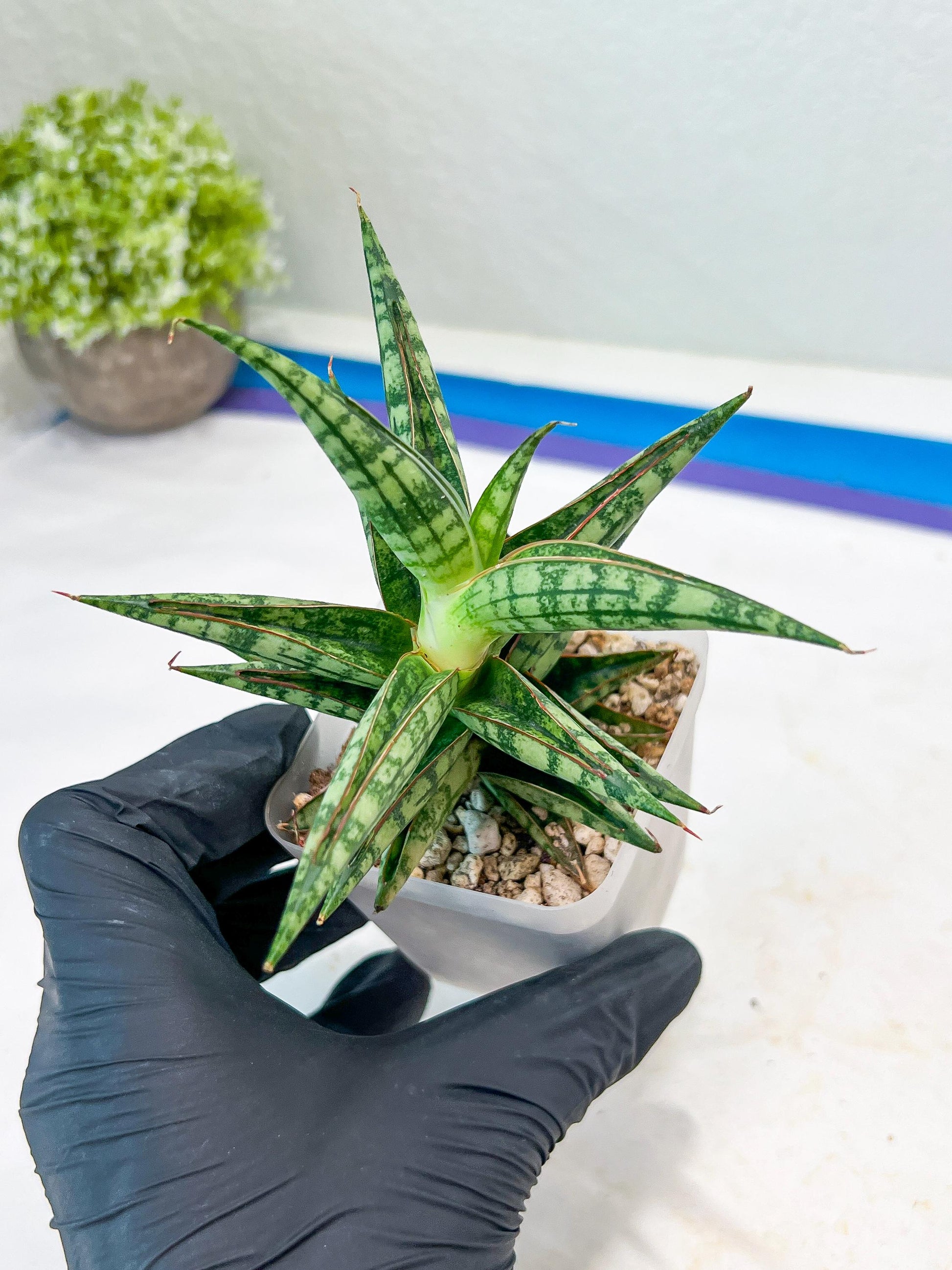 Sansevieria NN77 (#Ba37) | Imported Plants