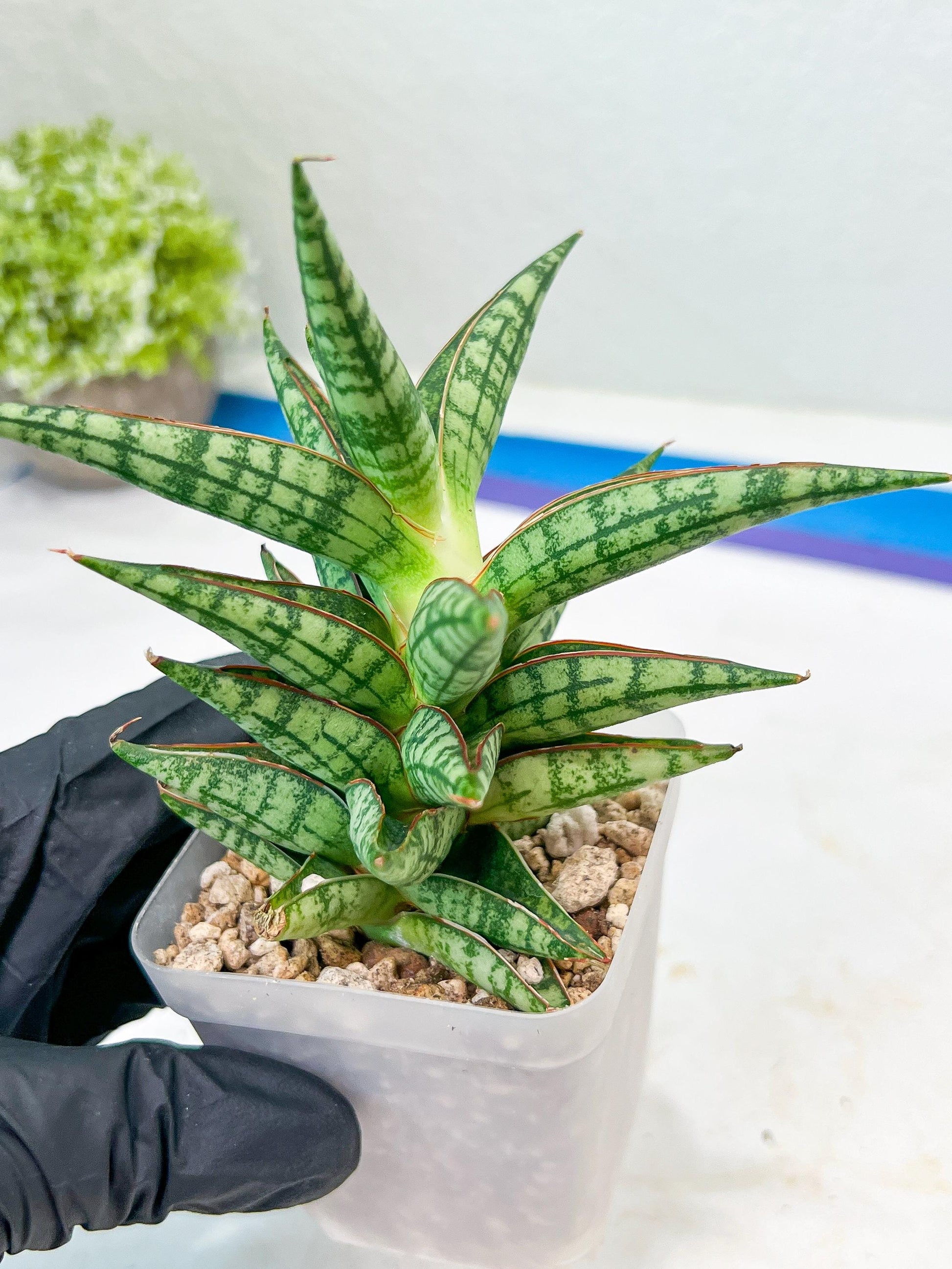 Sansevieria NN77 (#Ba37) | Imported Plants