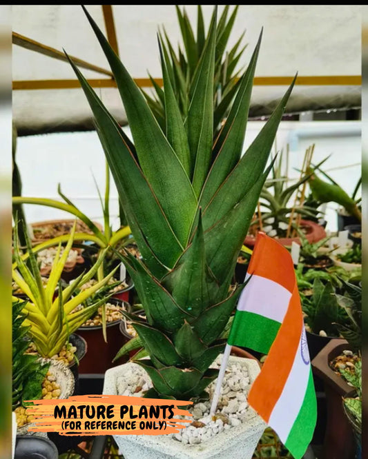 Sansevieria Marlena (#Ba34) | Imported Plants