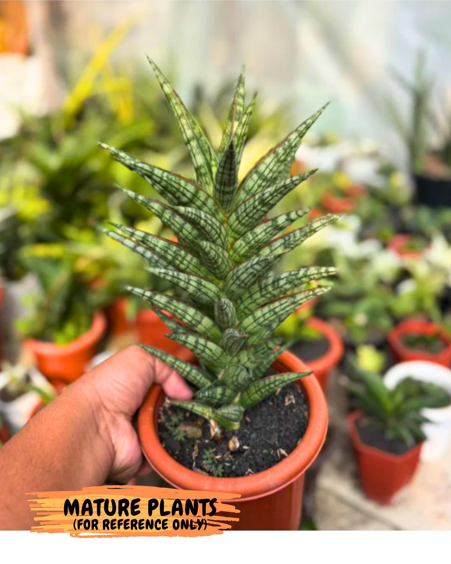 Sansevieria NN77 (#Ba37) | Imported Plants