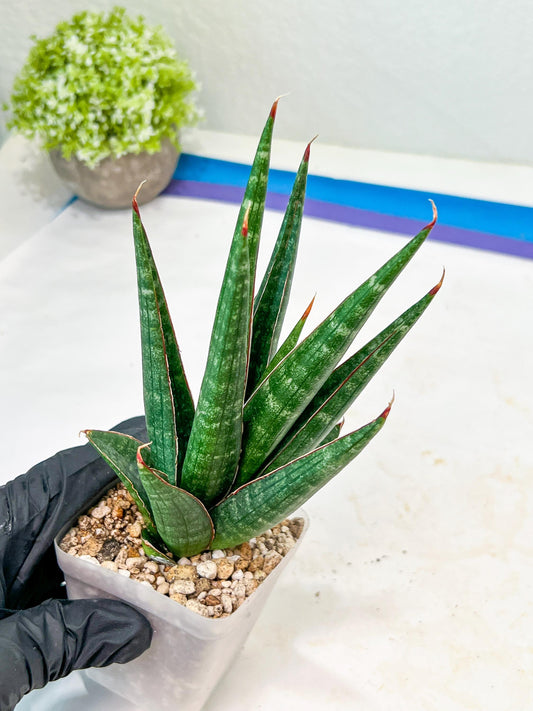 Sansevieria Pontianak (#Ba43) | Hybrid= Royal crown x Cordova ( x ) Deserti x Cordova