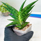 Sansevieria Sky Fire (#Ba47) | Imported Plants | Rare Hybrid Species
