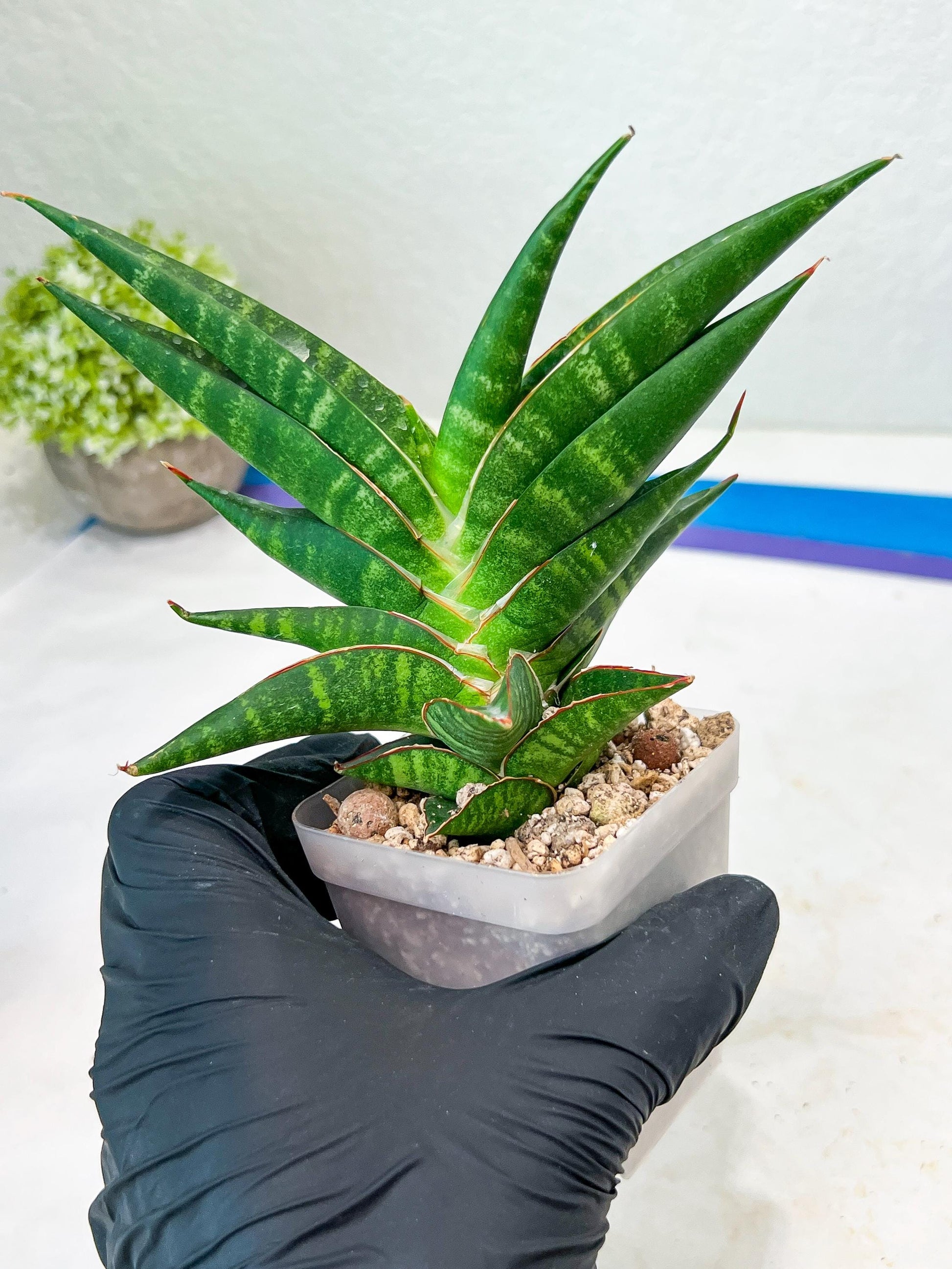 Sansevieria Sky Fire (#Ba47) | Imported Plants | Rare Hybrid Species