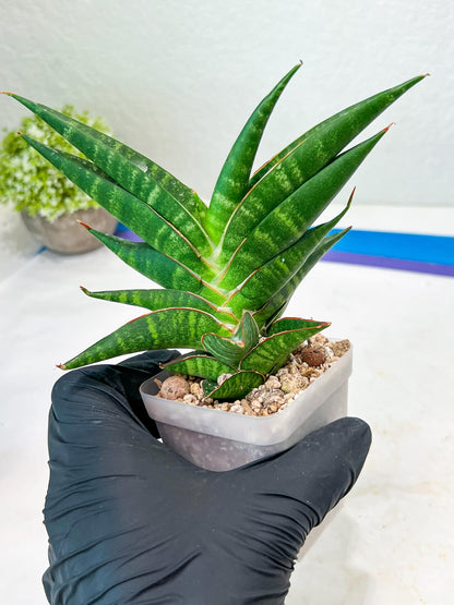 Sansevieria Sky Fire (#Ba47) | Imported Plants | Rare Hybrid Species