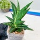 Sansevieria Sky Fire (#Ba47) | Imported Plants | Rare Hybrid Species