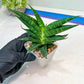 Sansevieria Sky Fire (#Ba47) | Imported Plants | Rare Hybrid Species