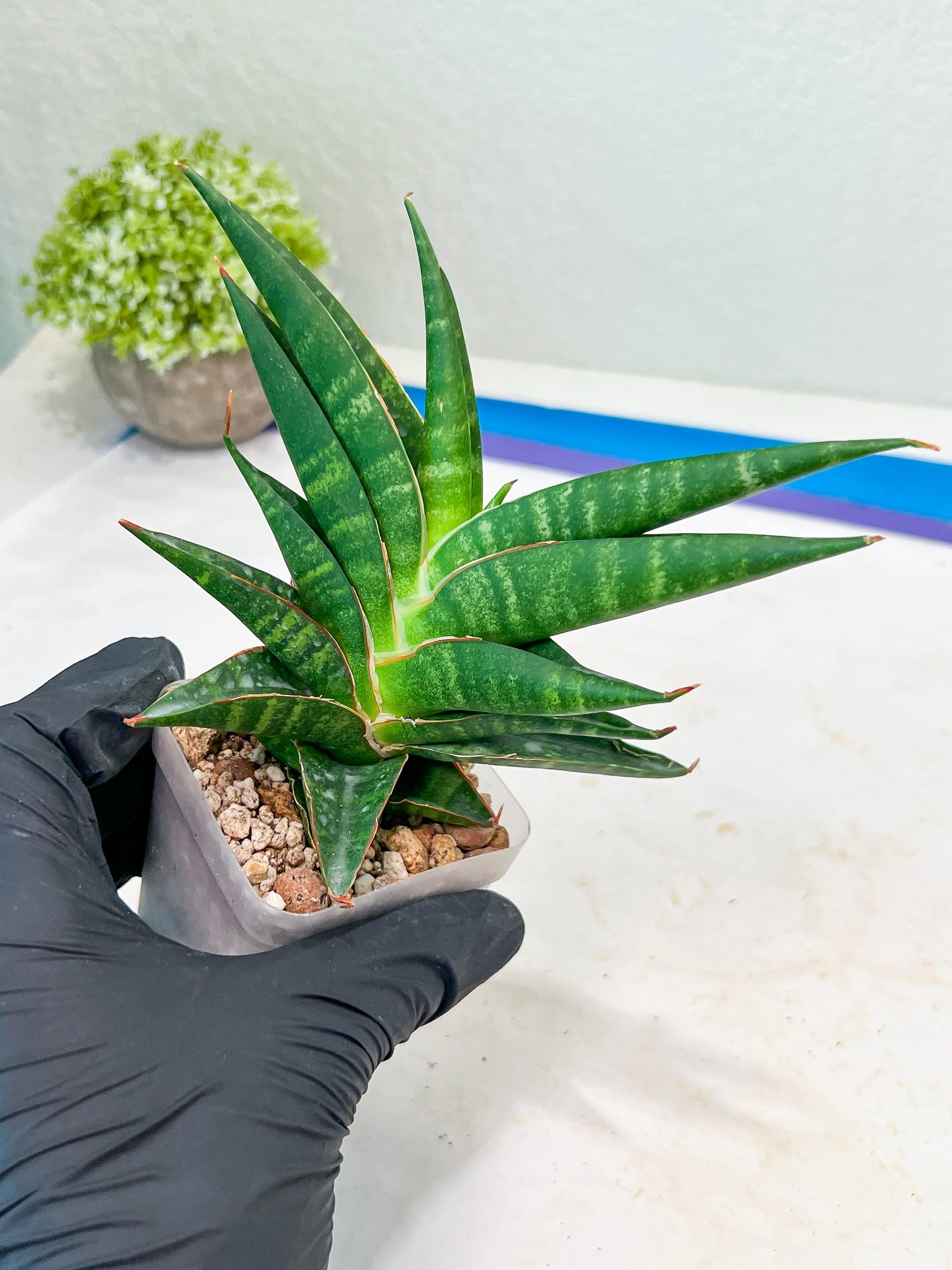Sansevieria Sky Fire (#Ba47) | Imported Plants | Rare Hybrid Species