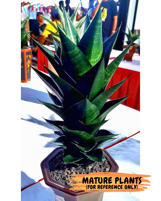 Sansevieria Sheila (#Ba45) | Imported Plants | Rare Hybrid Species