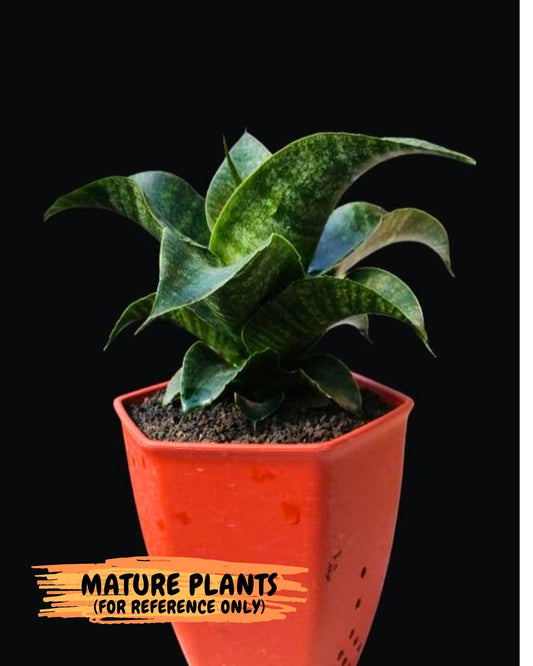 Sansevieria Shinta (#Ba46) | Imported Plants | Rare Hybrid Species