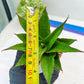 Sansevieria Teacher (#Ba49) | Parent Plant (pinguicula X Gabriella)
