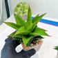 Sansevieria Teacher (#Ba49) | Parent Plant (pinguicula X Gabriella)
