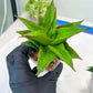 Sansevieria Teacher (#Ba49) | Parent Plant (pinguicula X Gabriella)