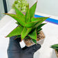 Sansevieria Teacher (#Ba49) | Parent Plant (pinguicula X Gabriella)